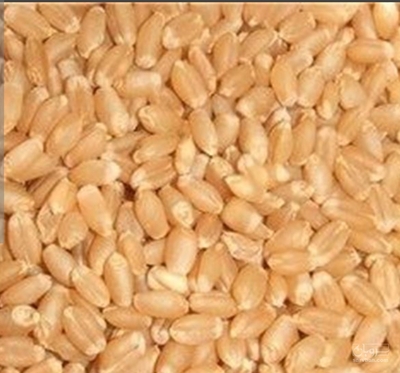 فروش گندم