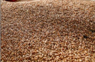 فروش گندم