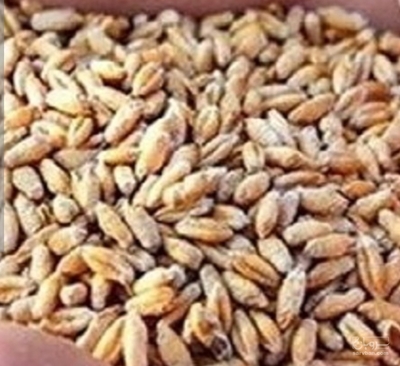 فروش گندم