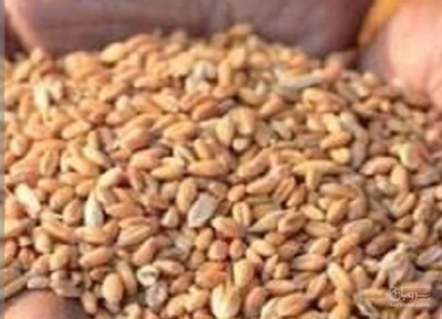 فروش گندم