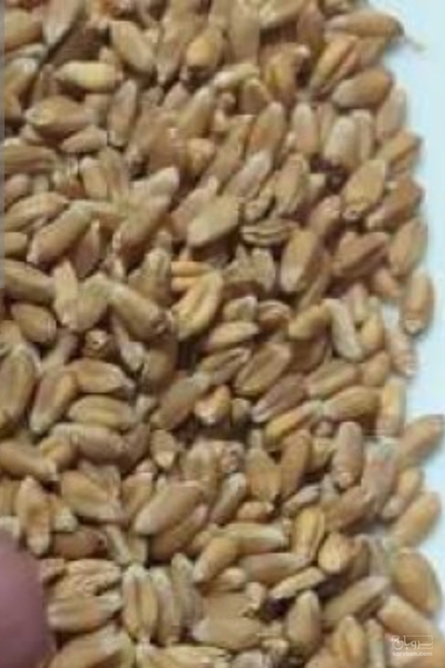 فروش گندم