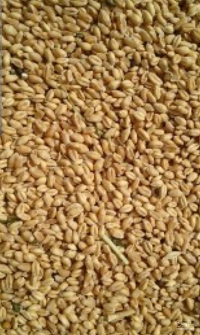 فروش گندم