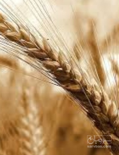فروش گندم