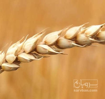 فروش گندم