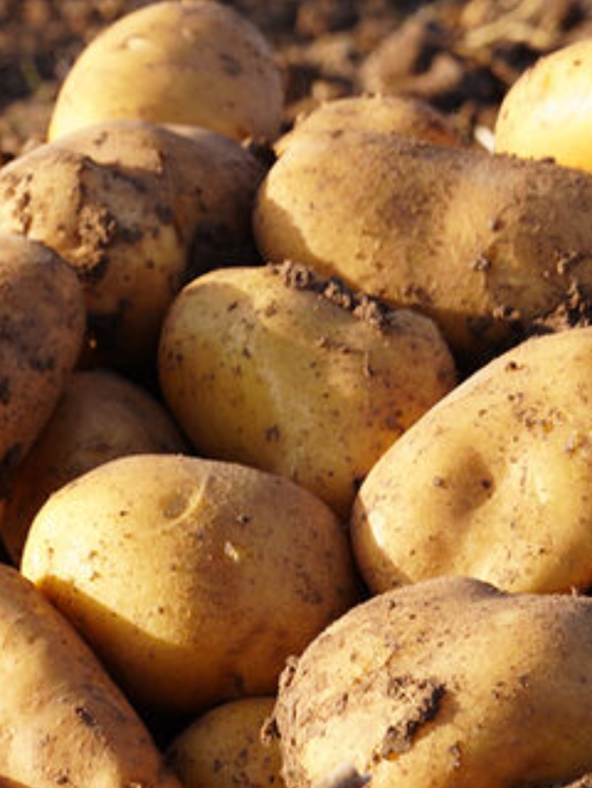 فروش سیب زمینی