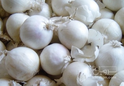 فروش پیاز