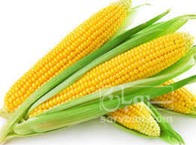 فروش ذرت دانه ای