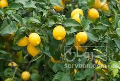 فروش لیموترش مجاری
