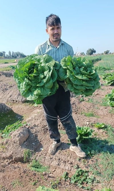 فروش کاهو ایرانی - رومانو