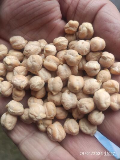 فروش نخود