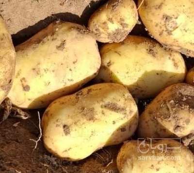 فروش سیب زمینی جلی