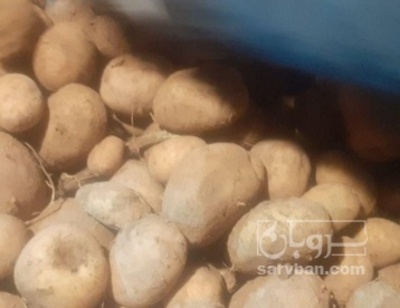فروش سیب زمینی