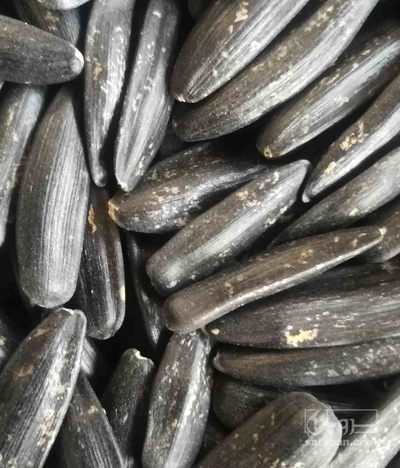 فروش تخمه شمشیری