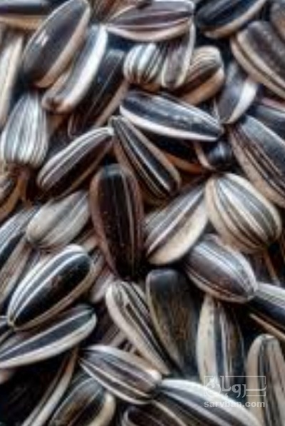 فروش تخمه بادامی