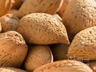 فروش بادام درختی