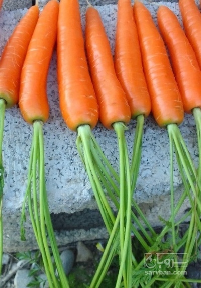 فروش هویج هکتاری