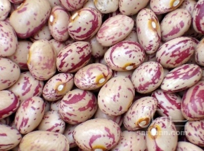 فروش لوبیا چیتی