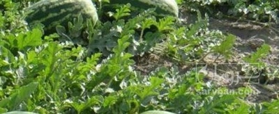 فروش هندوانه