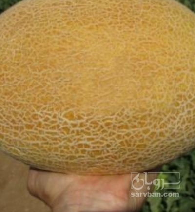 فروش خربزه احمدی