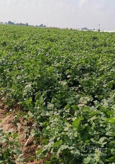 فروش گشنیز هکتاری