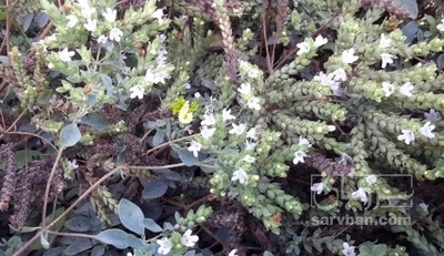 فروش مرزنجوش (گیاه‌ دارویی)