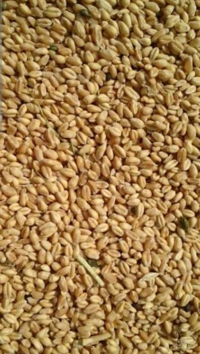 فروش گندم