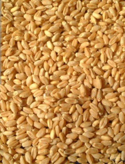 فروش گندم