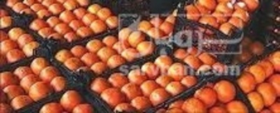 فروش پرتقال