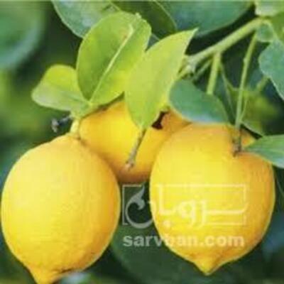 فروش لیمو سنگی