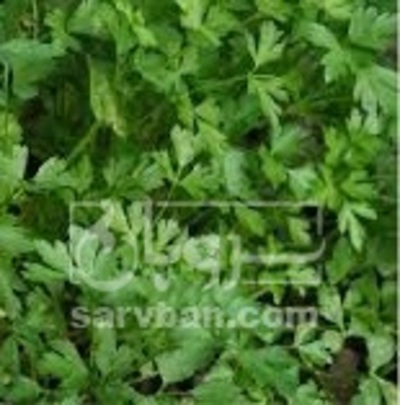 فروش جعفری تازه هکتاری