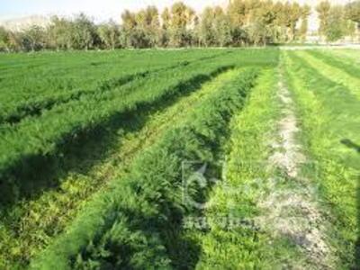 فروش شویدهکتاری