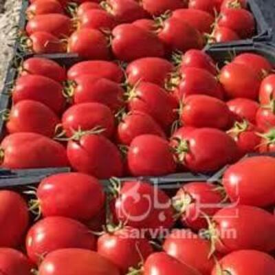 فروش گوجه فرنگی