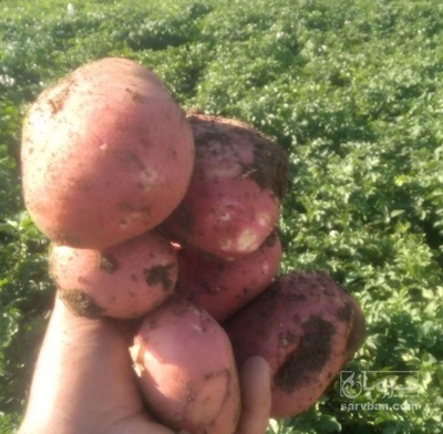 فروش سیب زمینی