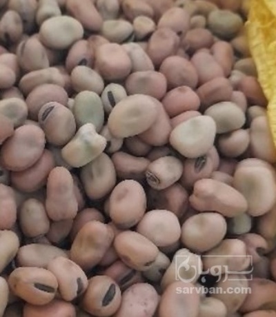 فروش باقلا تازه - باقالی - باقالا