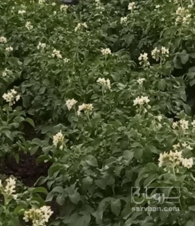 فروش سیب زمینی بامبا