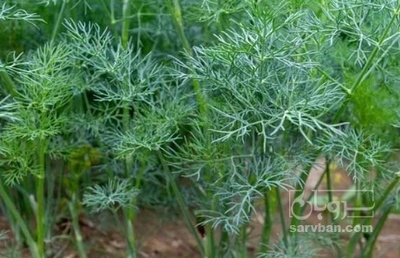 فروش شوید تازه