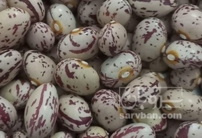 فروش لوبیا چیتی