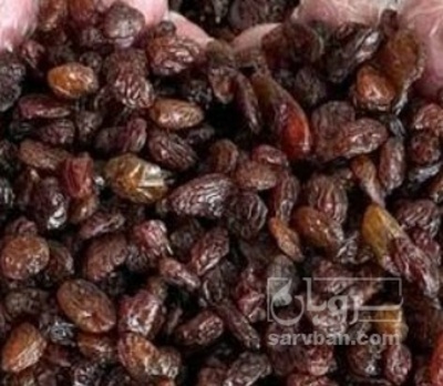 فروش مویز ابگیری