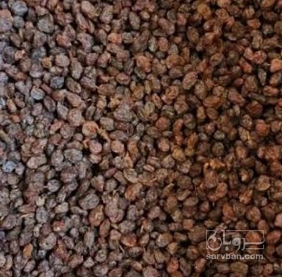 فروش کشمش افتابی