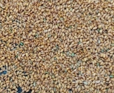 فروش خاکشیر (گیاه‌ دارویی)