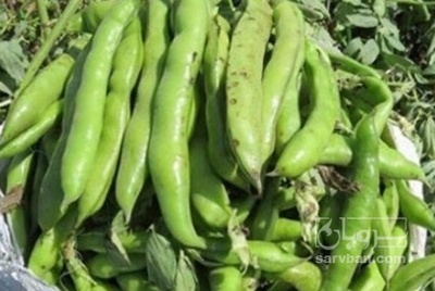 فروش باقالی نوبرانه سبز نیم هکتار