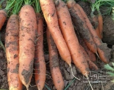 فروش هویج هکتاری