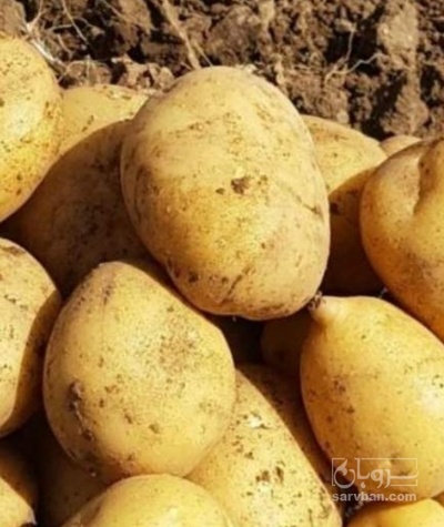 فروش سیب زمینی بذری اگریا