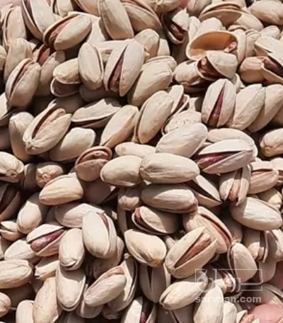 فروش پسته اکبری