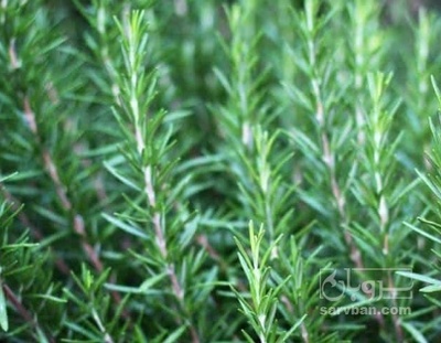 فروش  رزماری تر