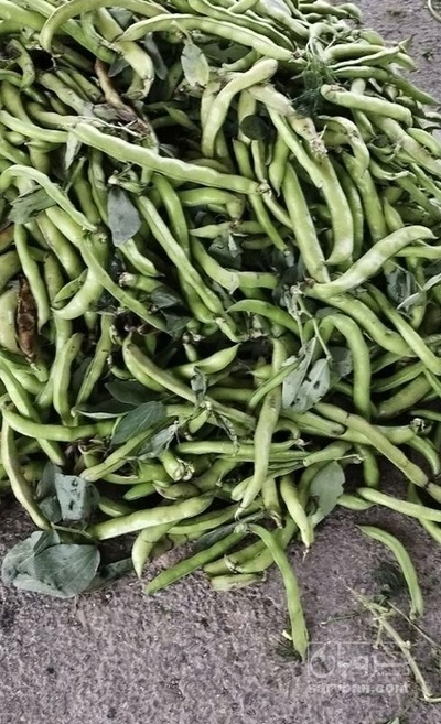 فروش باقلا تازه نوبرانه