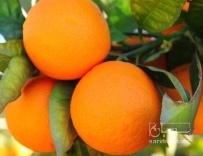 فروش پرتقال دزفول