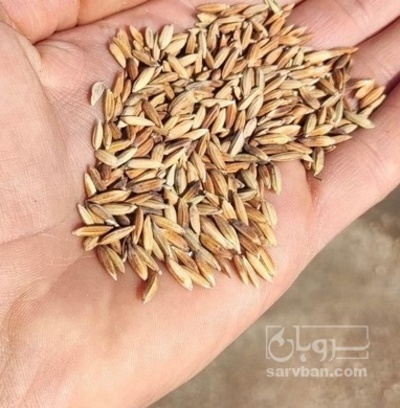 فروش برنج شلتوک