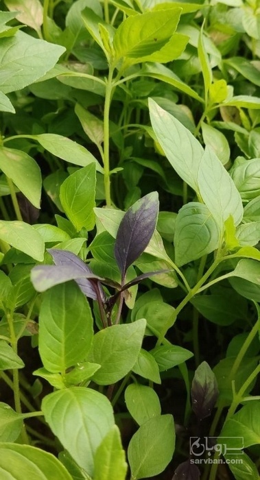 فروش ریحان گلخانه ایی