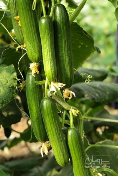 فروش خیار گلخانه ایی